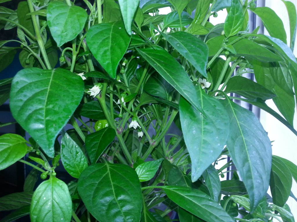 Scotch Bonnet Von Dehner 4