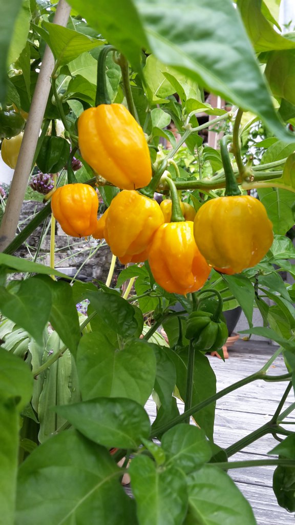 Scotch Bonnet