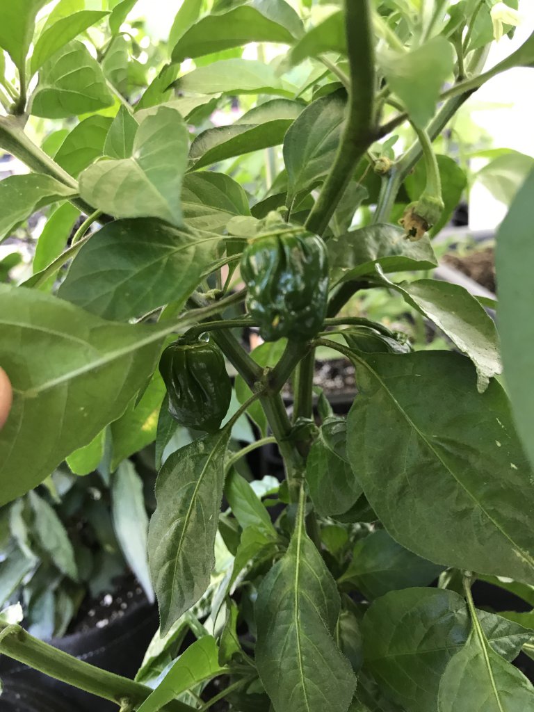 Scotch Bonnet