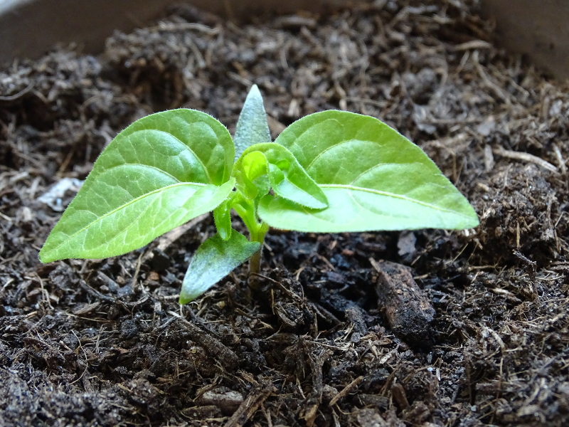 Scotch Bonnet