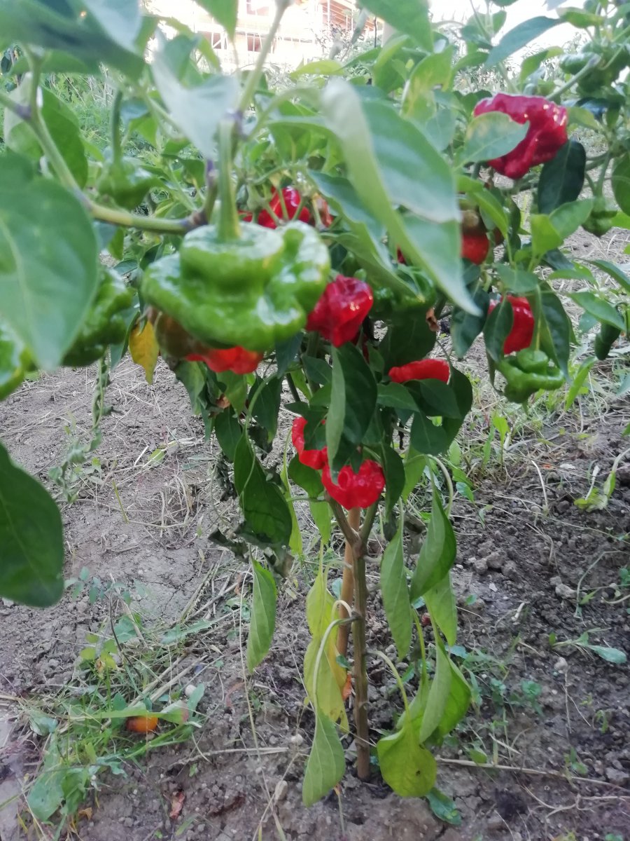 Scotch Bonnet