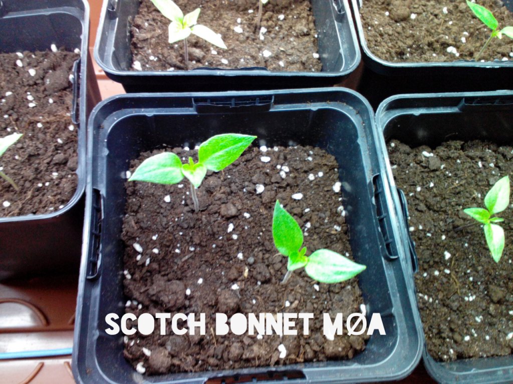 Scotch_Bonnet_MOA