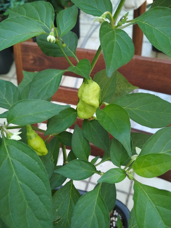 Scotch_Bonnet_White1ab.jpg