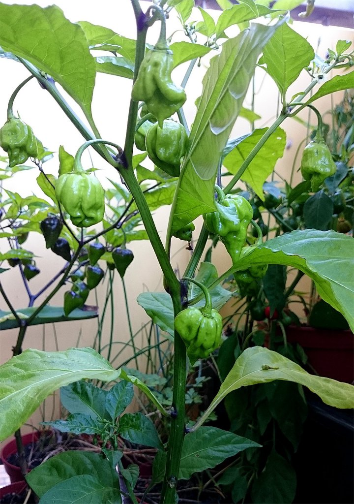 Semillas Carolina Reaper HP22B