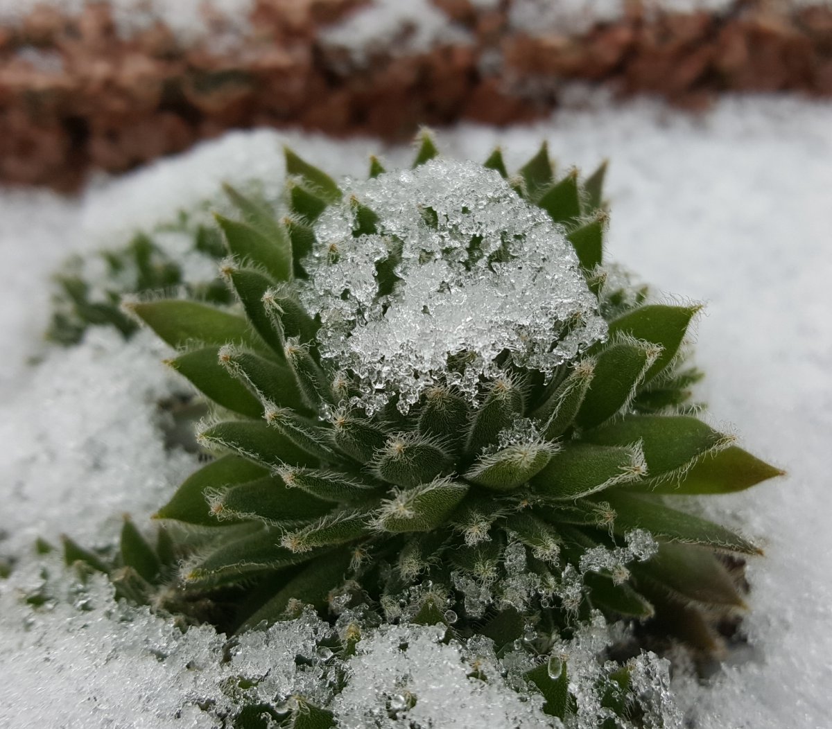 Sempervivum 25.01.19