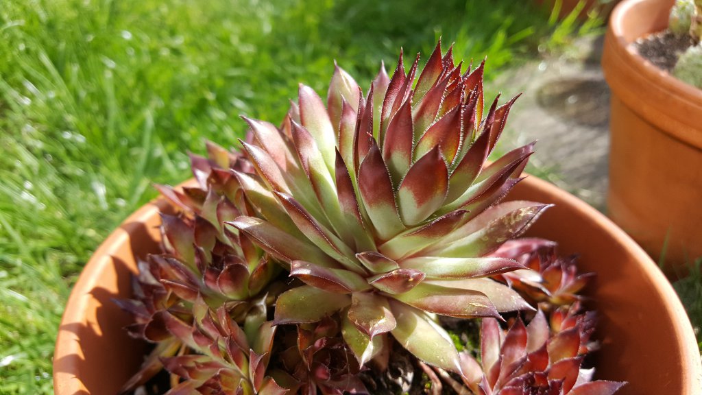 Sempervivum 26.05.18