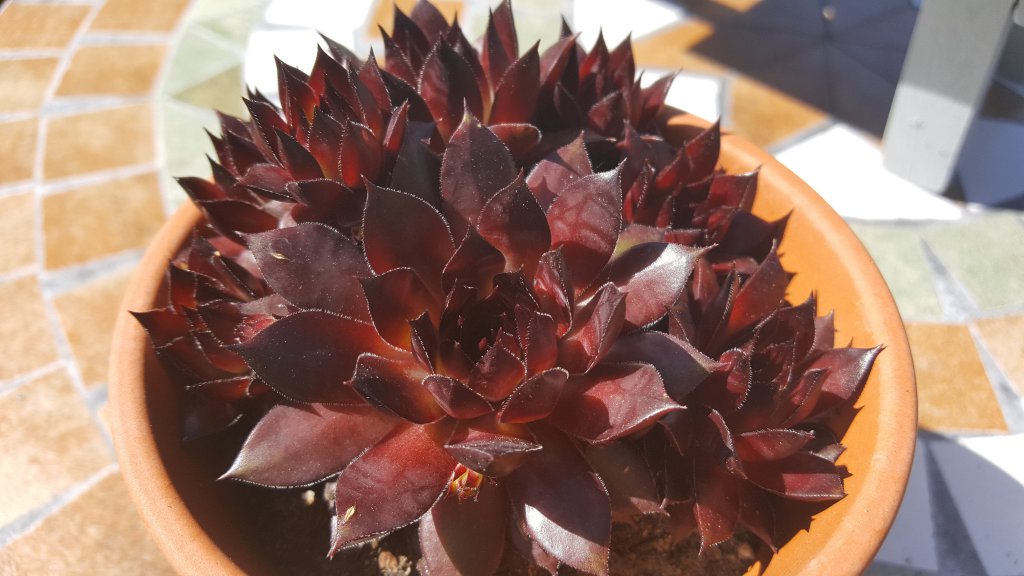 Sempervivum "Dunkelrot"