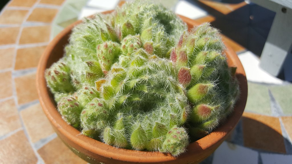 Sempervivum "Grün-haarig"