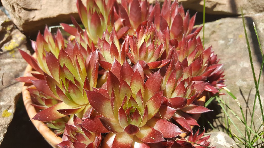 Sempervivum "Hellrot"