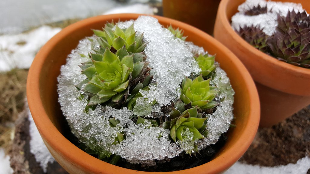 Sempervivum im Schnee