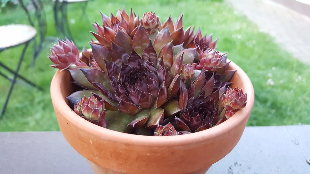 Sempervivum rot