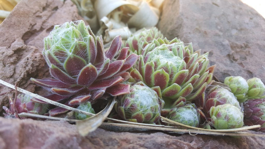 Sempervivum "Rotgrün-haarig"