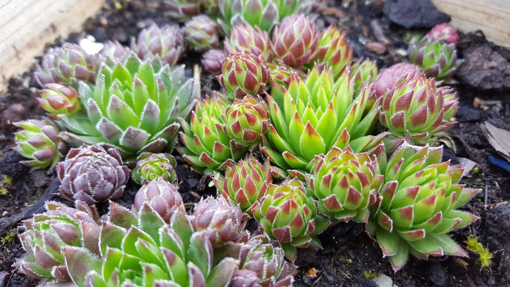 Sempervivum