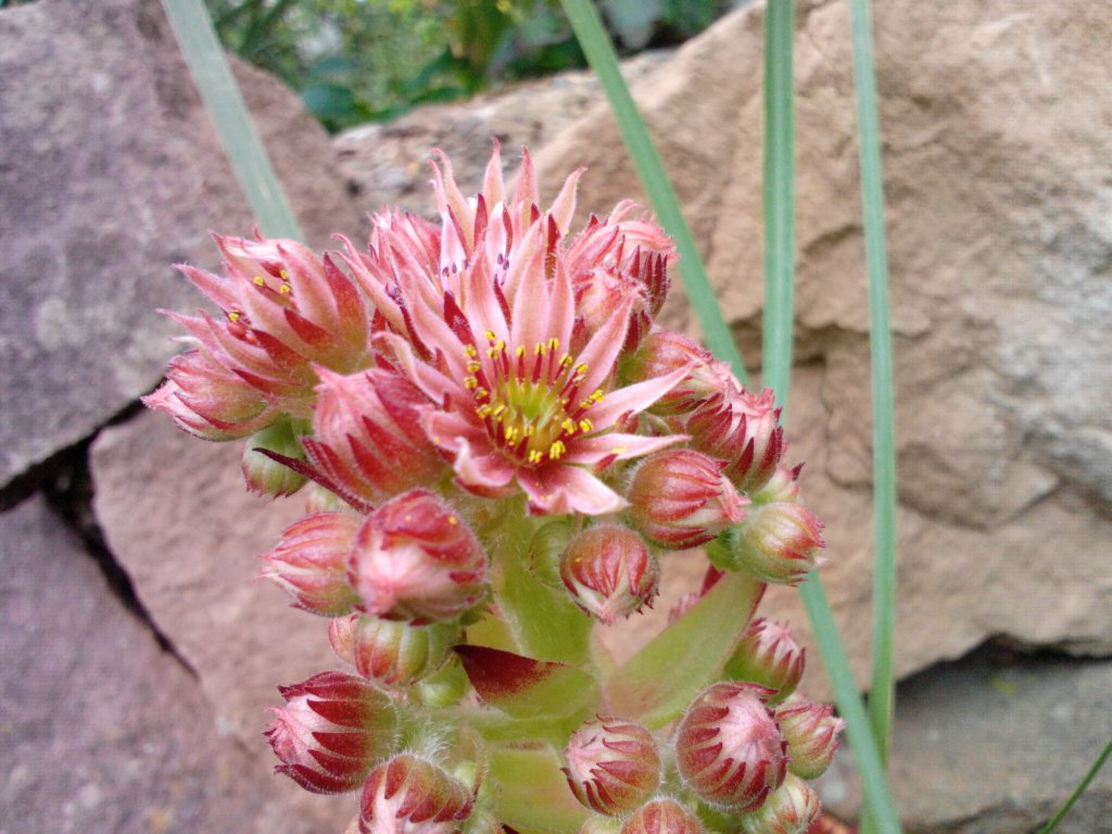 Sempervivum