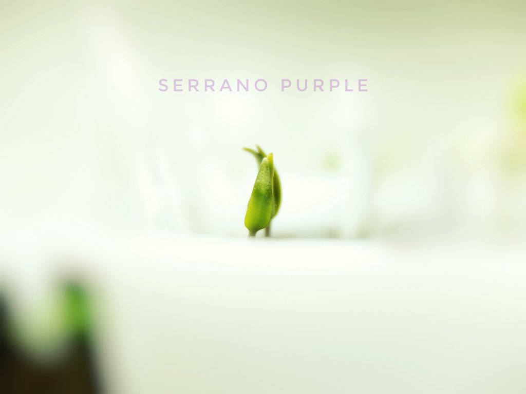 Serrano Purple