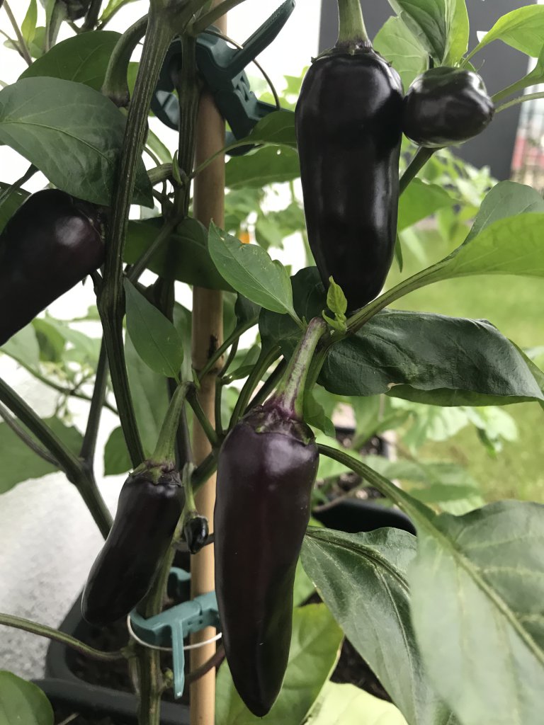 Serrano Purple