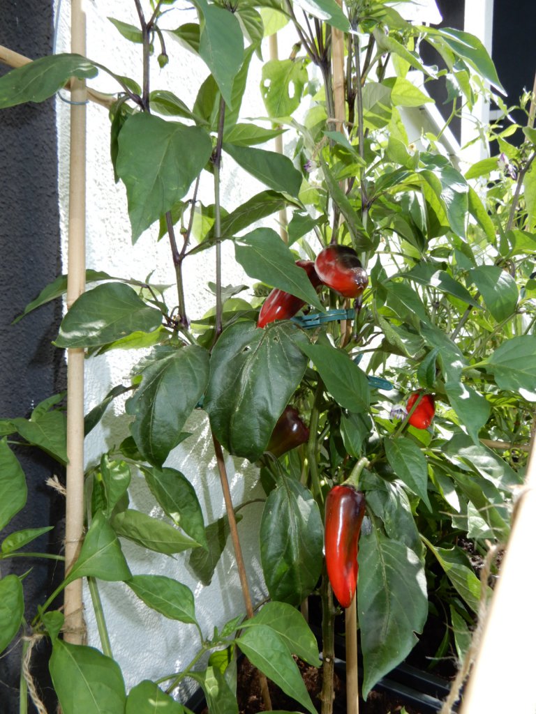Serrano Purple