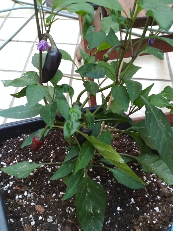 Serrano_Purple_2_Beeren.jpg