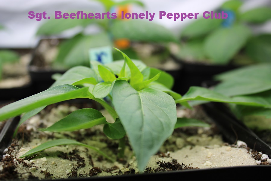 Sgt Beefhearts lonely Pepper Club