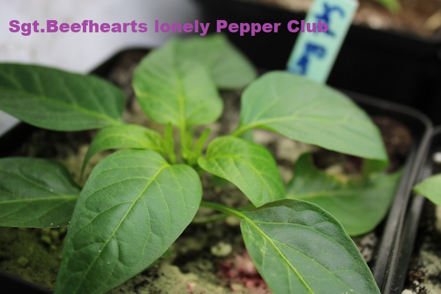 Sgt Beefhearts lonely Pepper Club