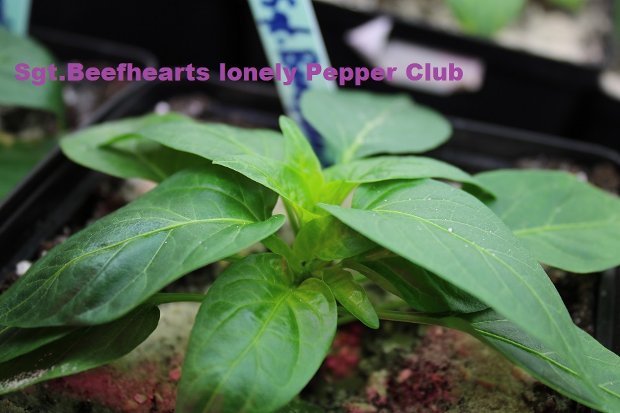 Sgt Beefhearts lonely Pepper Club