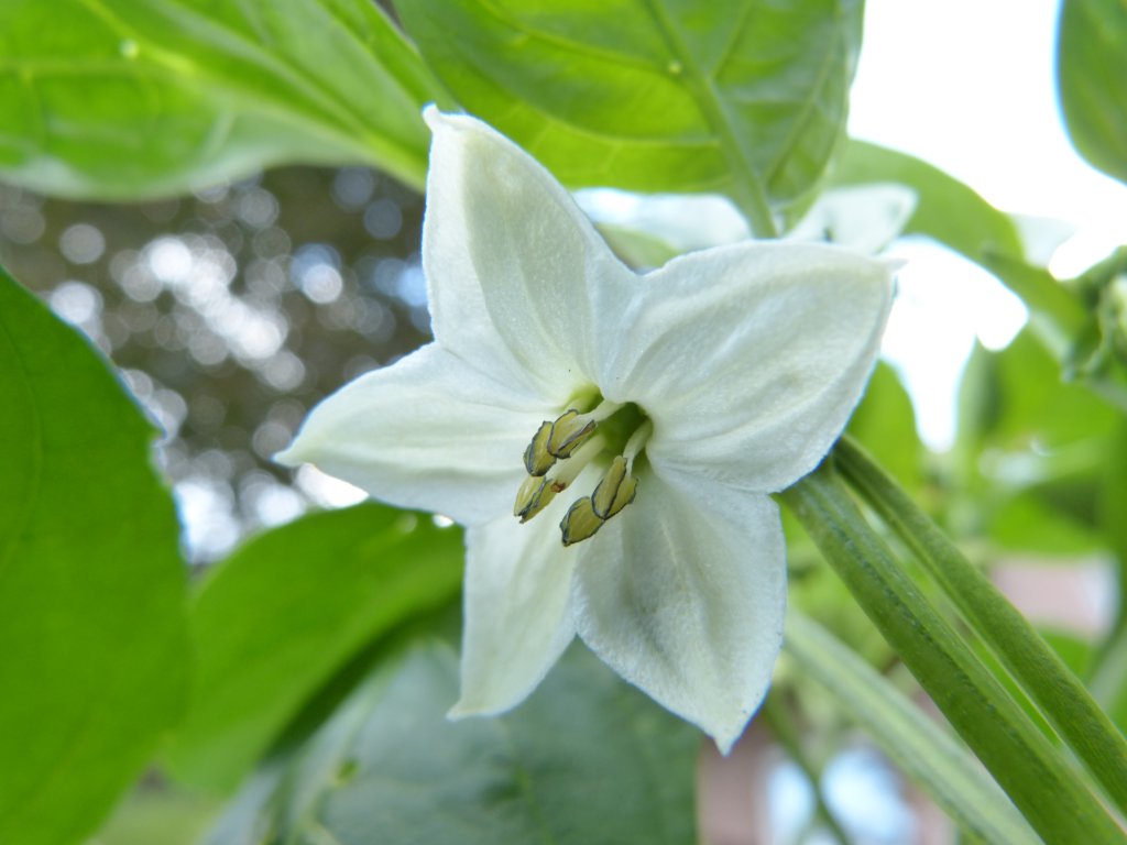 Shakira - Blüte