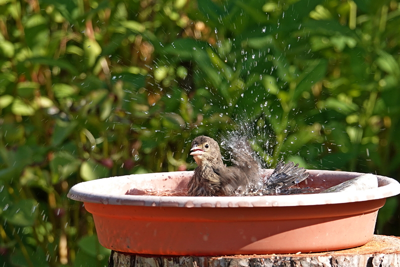 Sommerwetter