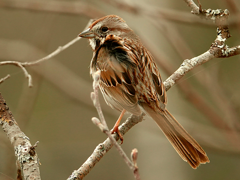 Song sparrow / Singammer