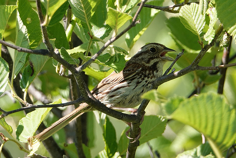 Song Sparrow