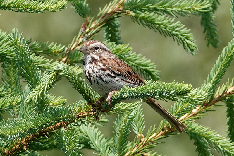 Song sparrow