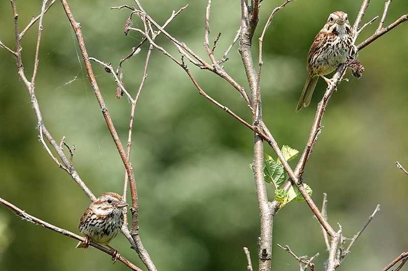 Song Sparrow