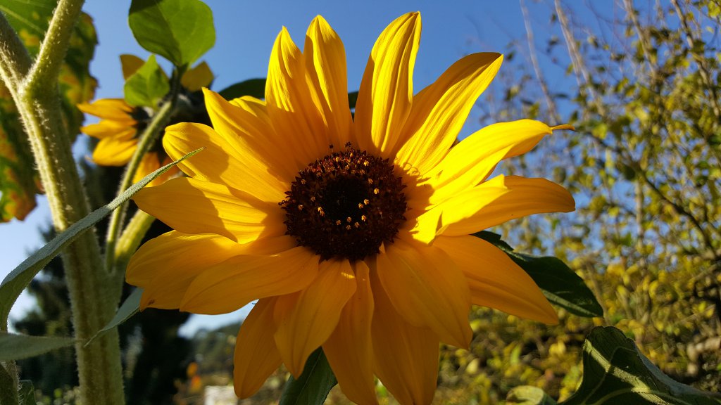 Sonnenblume Oktober