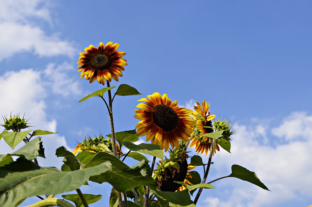 Sonnenblumen