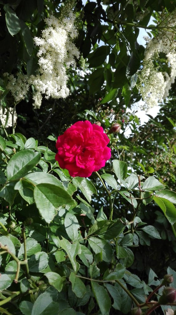 Sonstiges/Garten Rose