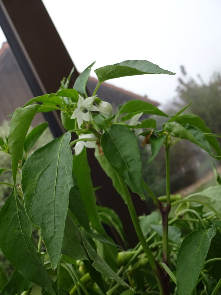 Sortenbestimmung - Blüten und Blätter