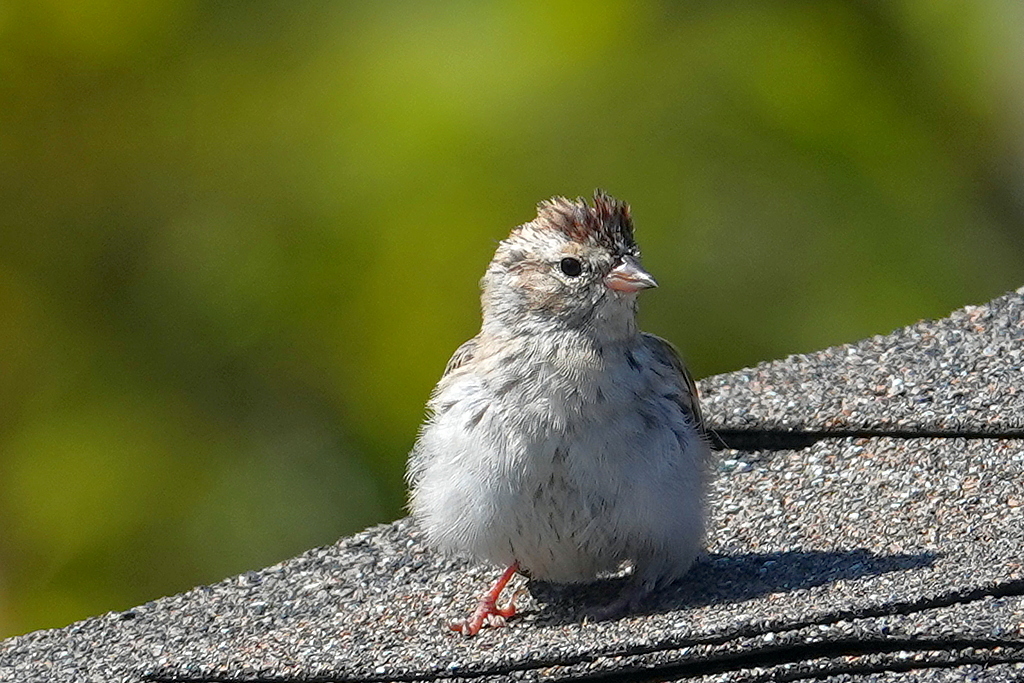 Sparrow / Spatz