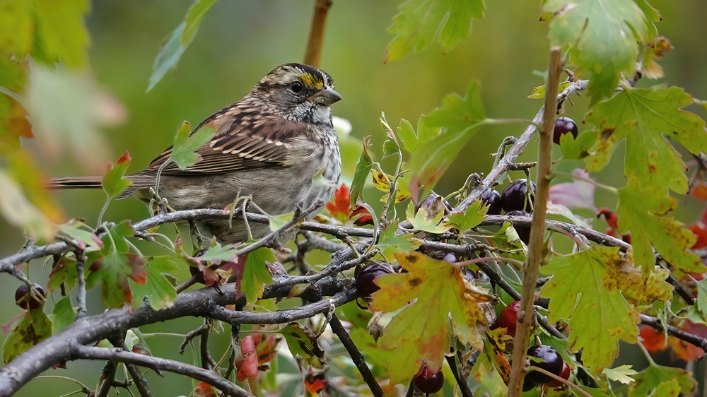 Spatz in Jostabeere