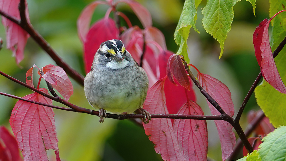 Spatz_erwachsen