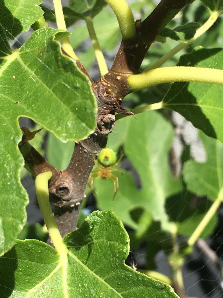 Spinne auf den Feigenbaum (dauergast)