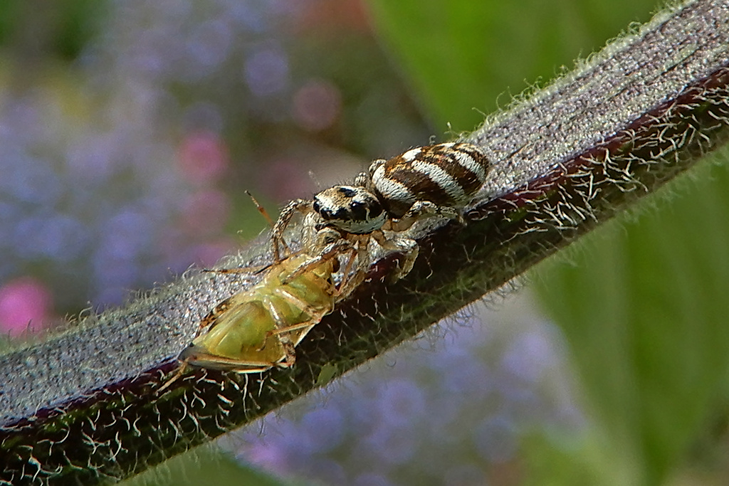 Spinne mit Laus auf Manzano