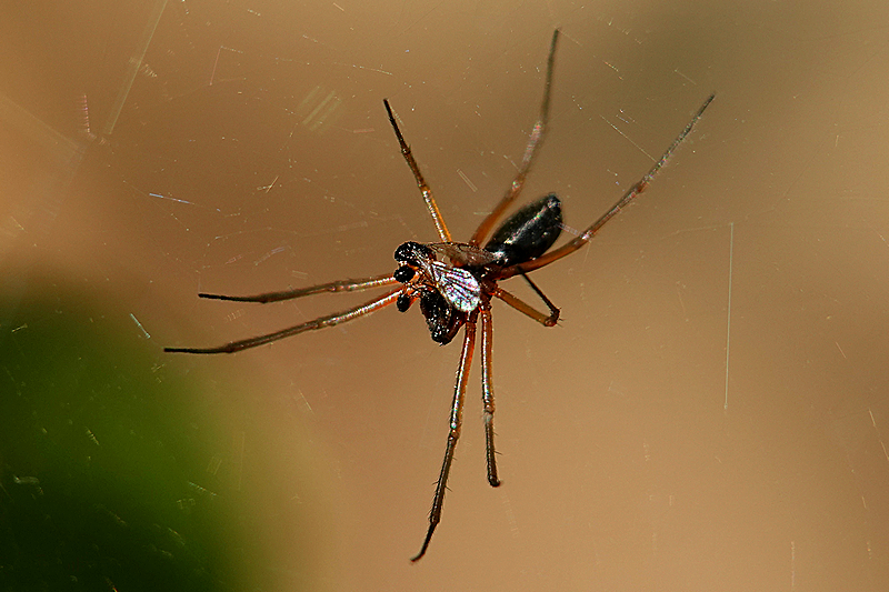 Spinne