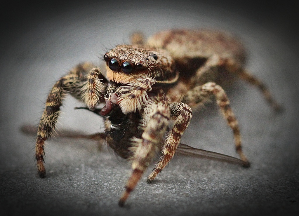 Springspinne (1)