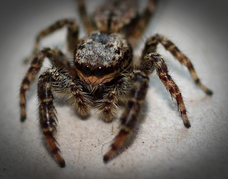 Springspinne (3)