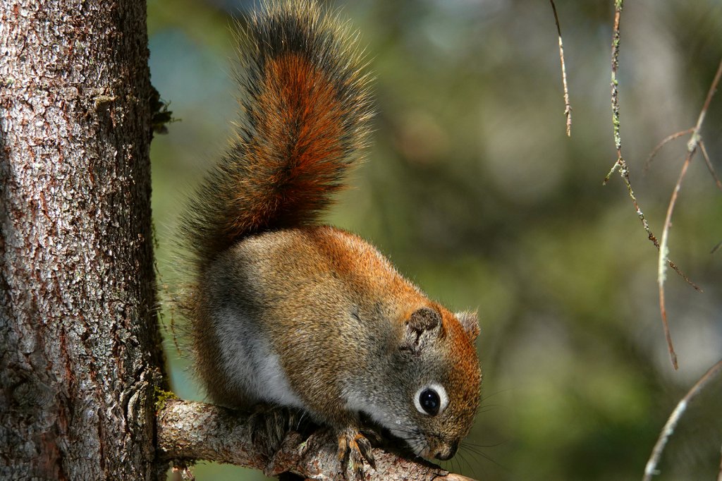 Squirrel 1600px