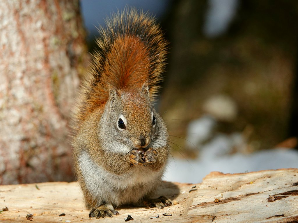 Squirrel 1600px