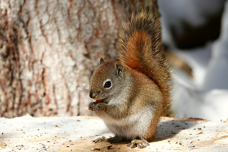 Squirrel