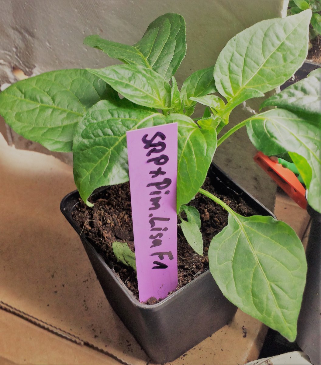 SRP x Pimenta Lisa F1