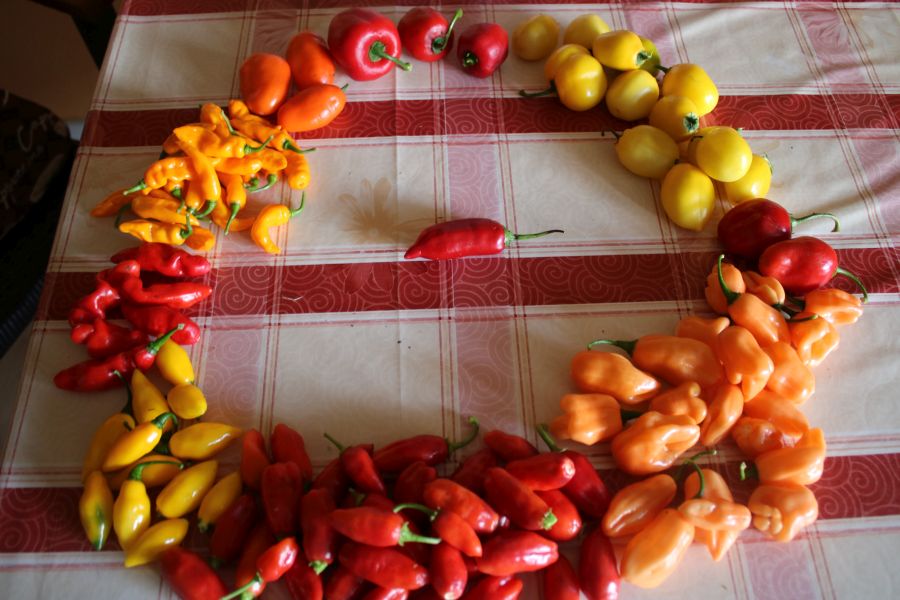 St. Natahlia-RocotoTo F1-Costa Rican red-Habanero Pink-Cajamarca-Swett Yellow Datil-Murupi Doce-Yellow Devils Tong-Oculto Clef und Mitte-CAP455