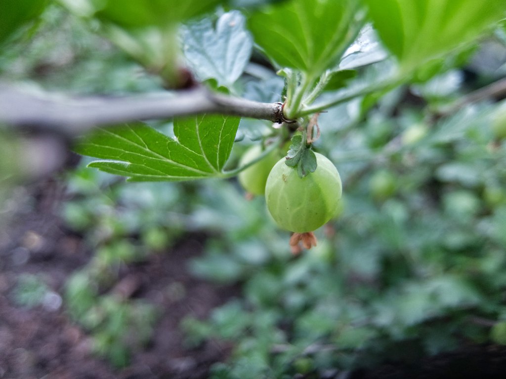 Stachelbeeren