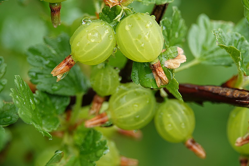 Stachelbeeren